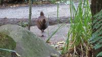 1200 Rotorua -  Park Rainbow-Springs - Weka - Waldhuhn