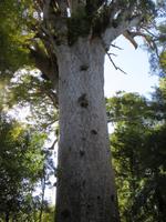 1502 Fahrt nach Auckland - Besuch des Kauri-Baumes Tane Mahuta