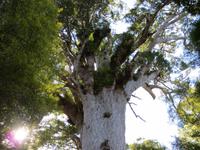 1503 Fahrt nach Auckland - Besuch des Kauri-Baumes Tane Mahuta