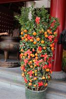 Mandarinenbaum zum Chinesischen Neujahrsfest