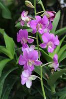 Orchideen im Botanischen Garten
