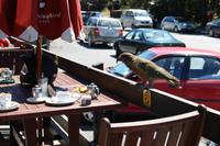 Kea in Arthur's Pass