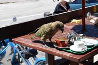 Kea in Arthur's Pass