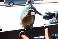 Kea in Arthur's Pass