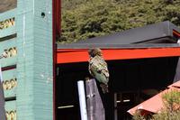 Kea in Arthur's Pass
