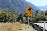 Kiwi-Schild im Arthur's Pass Nationalpark