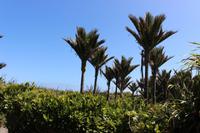 Palmen in Punakaiki