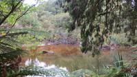 Tea-Coloured Creek (teefarbener See)