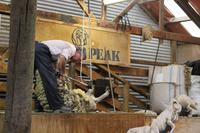 Schafshow auf der Walter Peak Farm 