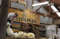 Schafshow auf der Walter Peak Farm 