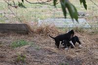 Hundewelpen beim Kampeln 
