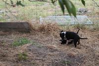Hundewelpen beim Kampeln