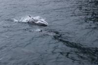 Delfine im Milford Sound