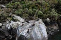 Robben im Milford Sound 