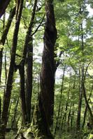 Gewundener Baumstamm