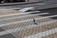 Möwe bei vorbildlicher Straßenüberquerung in te Anau