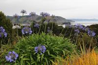 Blick auf Hafenbucht von Dunedin
