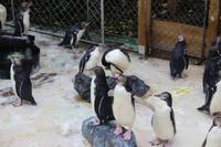 Krankenhaus der Gelbaugenpinguine 