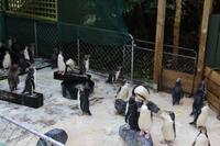 Krankenhaus der Gelbaugenpinguine