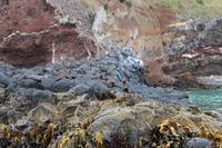 Seerobben am Pazifik