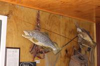 Lachszucht in Twizel