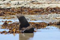Kaikoura - Robbe am Strand