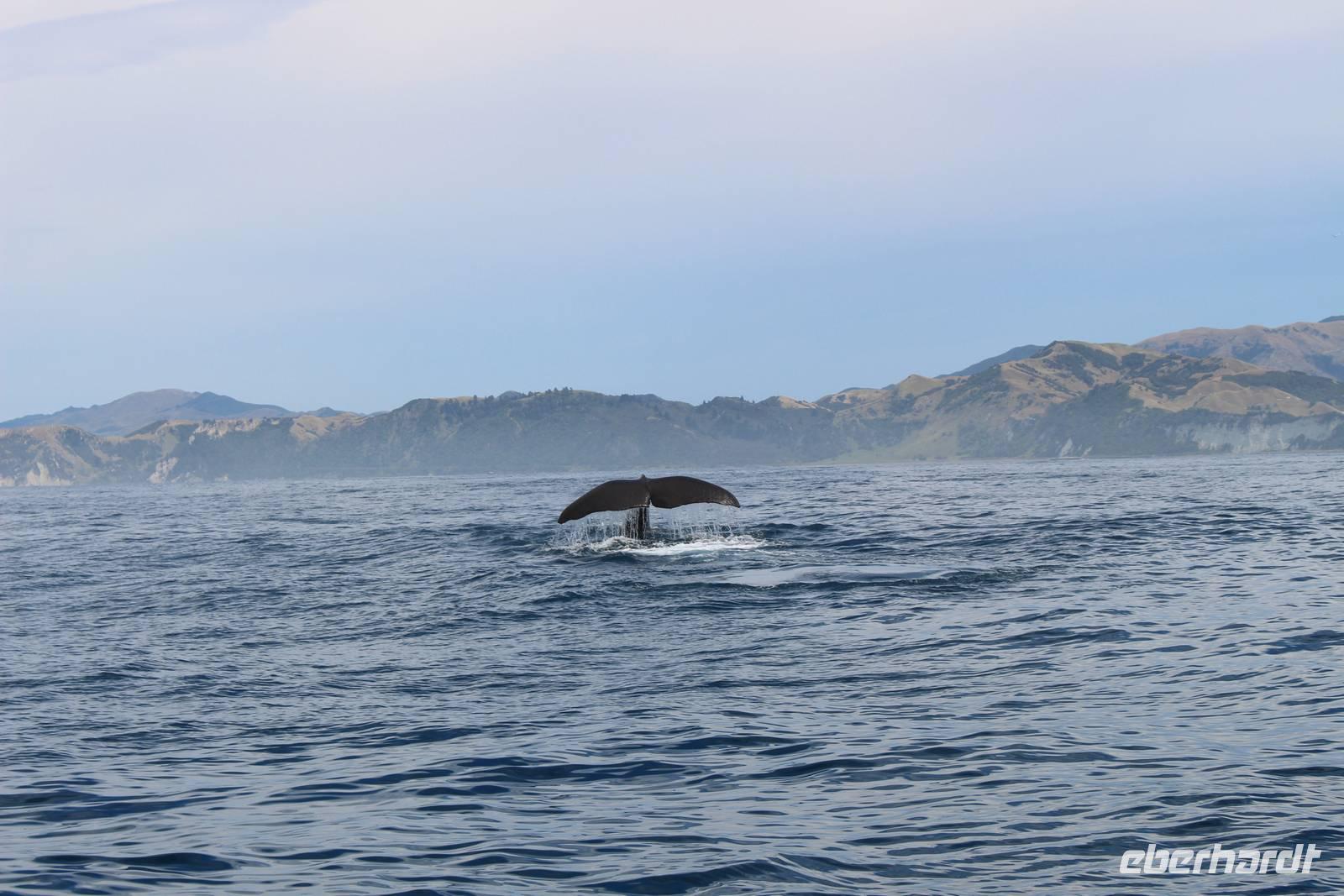 Wal beim Whale Watch 