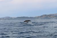 Wal beim Whale Watch 