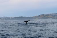 Wal beim Whale Watch 