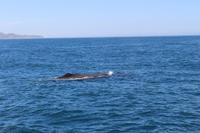 Wal beim Whale Watch