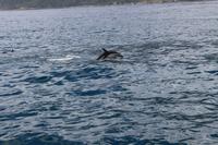 Delfin beim Whale Watch 