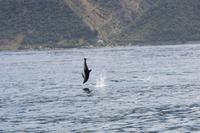 Delfin beim Whale Watch 