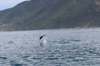 Delfin beim Whale Watch 