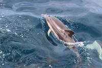 Delfin beim Whale Watch 