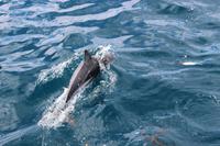 Delfin beim Whale Watch