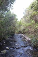 Fluss am Rimu Walk (Tongariro Nationalpark, Ohakune) 