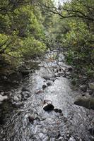 Fluss am Rimu Walk (Tongariro Nationalpark, Ohakune)