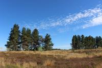Landschaft vor dem Ruapehu-Massiv 