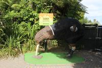 Rugby-Kiwi in Rainbow Springs