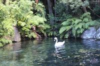 Schwan in Rainbow Springs