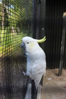 Kakadu in Rainbow Springs