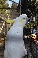 Kakadu in Rainbow Springs 