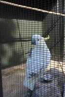 Kakadu in Rainbow Springs