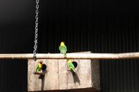 Schwarzköpfchen in Rainbow Springs 