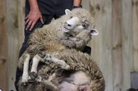 Schaf-Show im Agrodom in Rotorua 