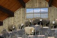 Schaf-Show im Agrodom in Rotorua