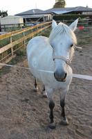 Farmaufenthalt in  Matamata - Darsteller in Herr der Ringe