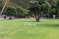 Möwen auf der Insel Urupukapuka