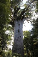Tane Mahuta 