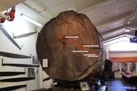 Stamm eines alten Kauris